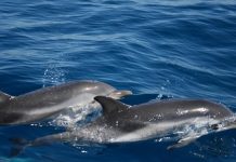 Ventose… Sulle rotte dei delfini