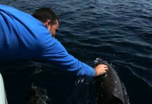 Tenacia di presa nel rispetto della natura