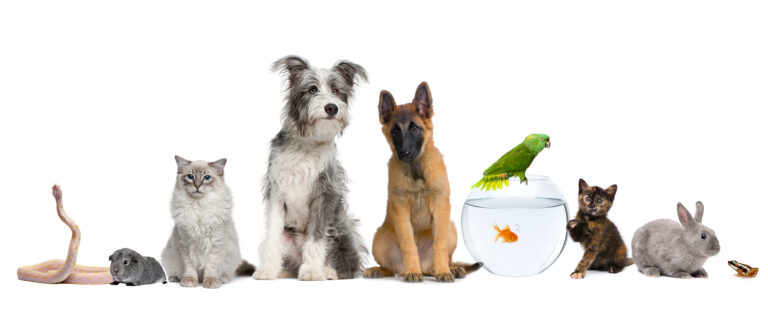Pet food e accessori per animali da compagnia