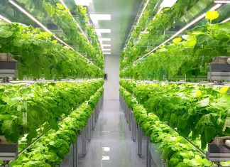 L’agricoltura sale in verticale: vuoto e vertical farming